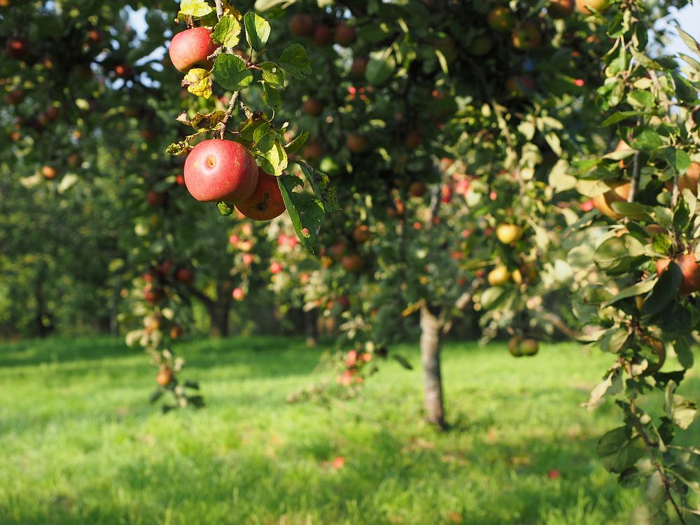 Red apples hanging on tree. Free public domain CC0 photo.