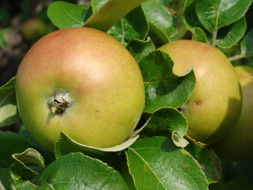 Closeup on apple in tree. Free public domain CC0 photo.