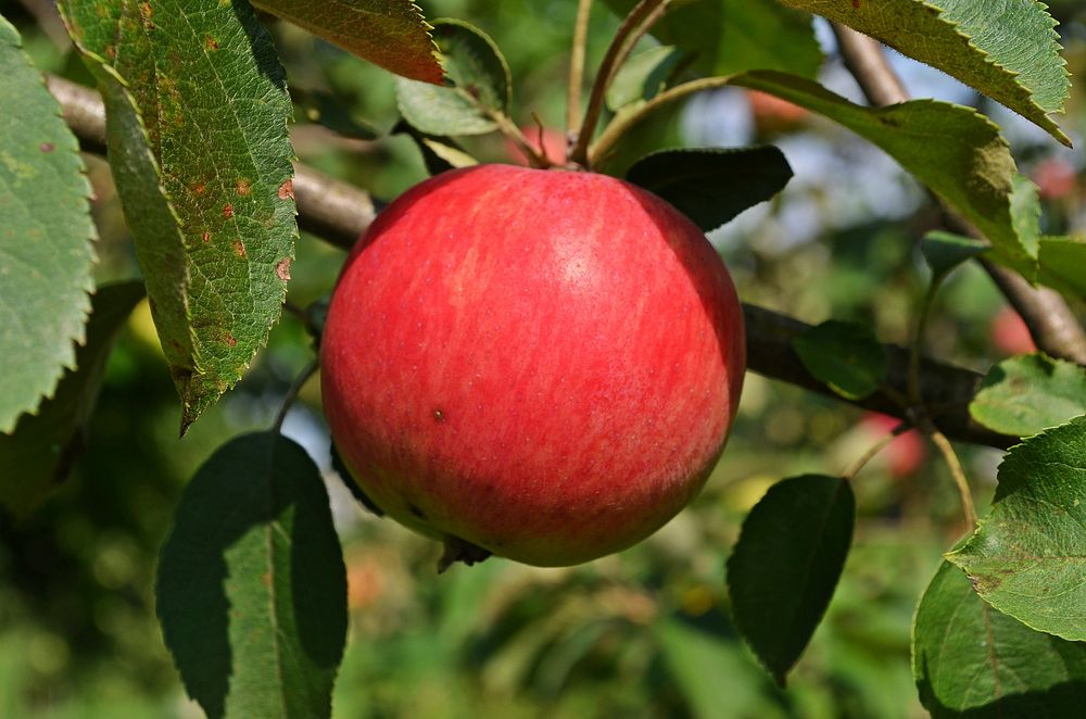 Closeup on red apple in tree. Free public domain CC0 photo.