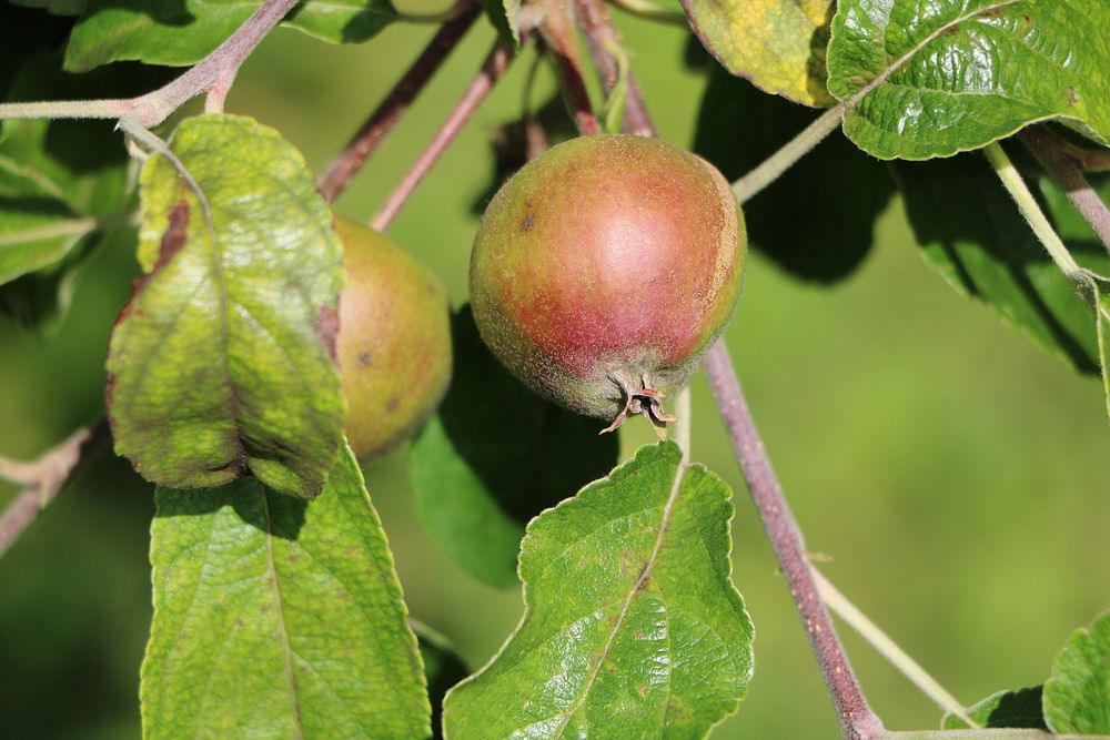Closeup on apples hanging in tree. Free public domain CC0 photo.