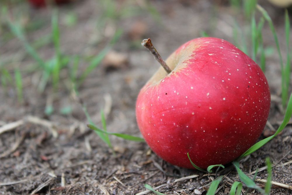 Closeup on red apple on soil. Free public domain CC0 photo.