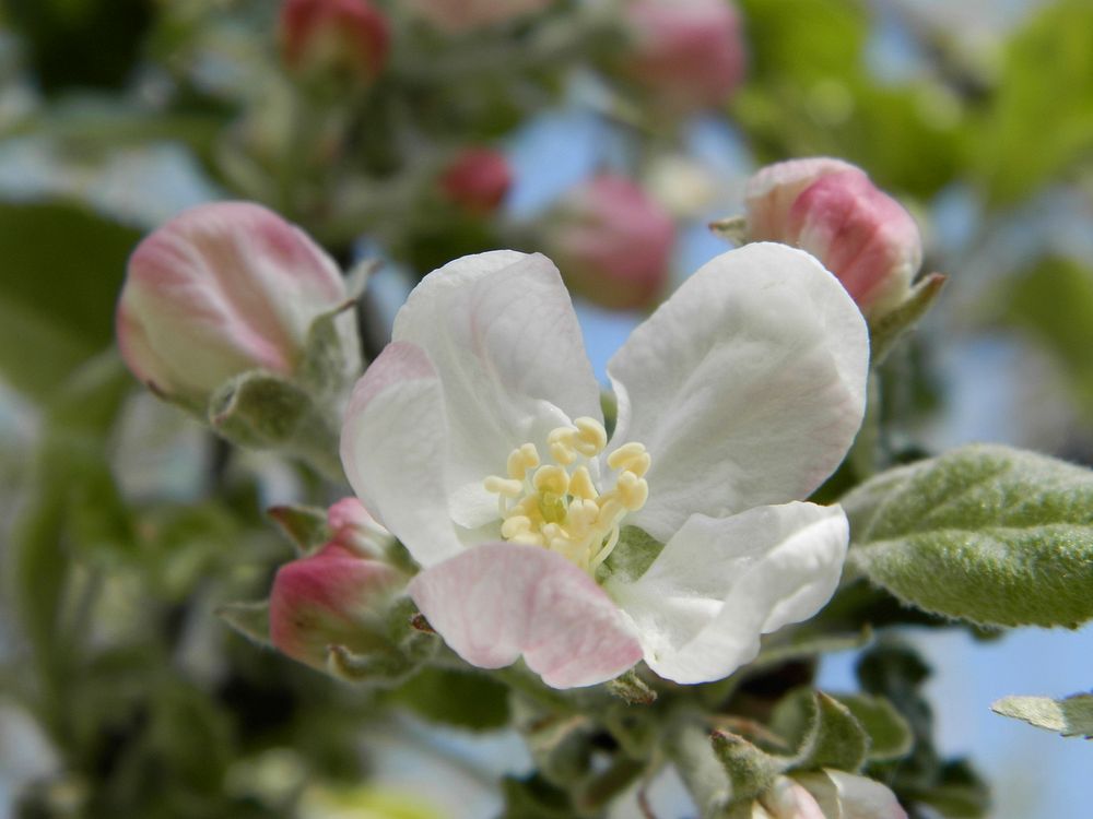 Apple blossom. Free public domain CC0 image.
