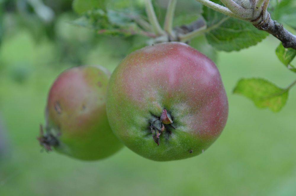 Closeup on apple in tree. Free public domain CC0 photo.