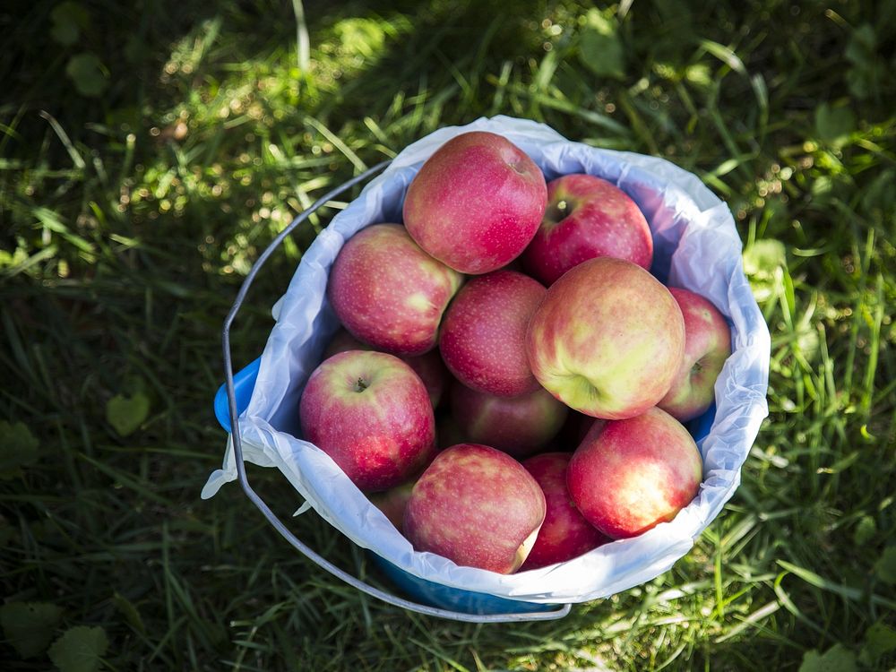 Red apples in bucket on grass. Free public domain CC0 photo.