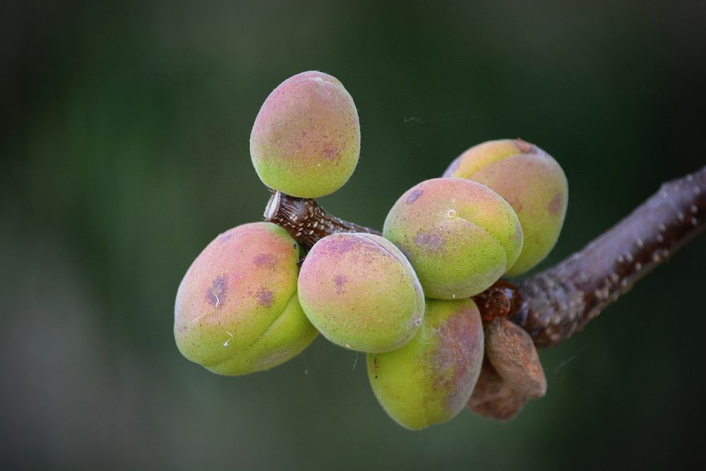 Unripe apricots growing on tree. Free public domain CC0 image.