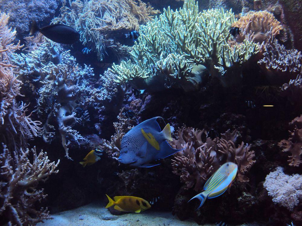 Colorful exotic fish near reef. Free public domain CC0 photo.