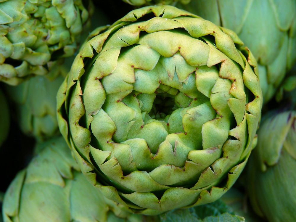 Artichoke vegetable, edible plant. Free public domain CC0 photo