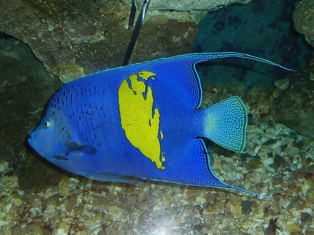 Yellowbar angelfish close up. Free public domain CC0 photo.