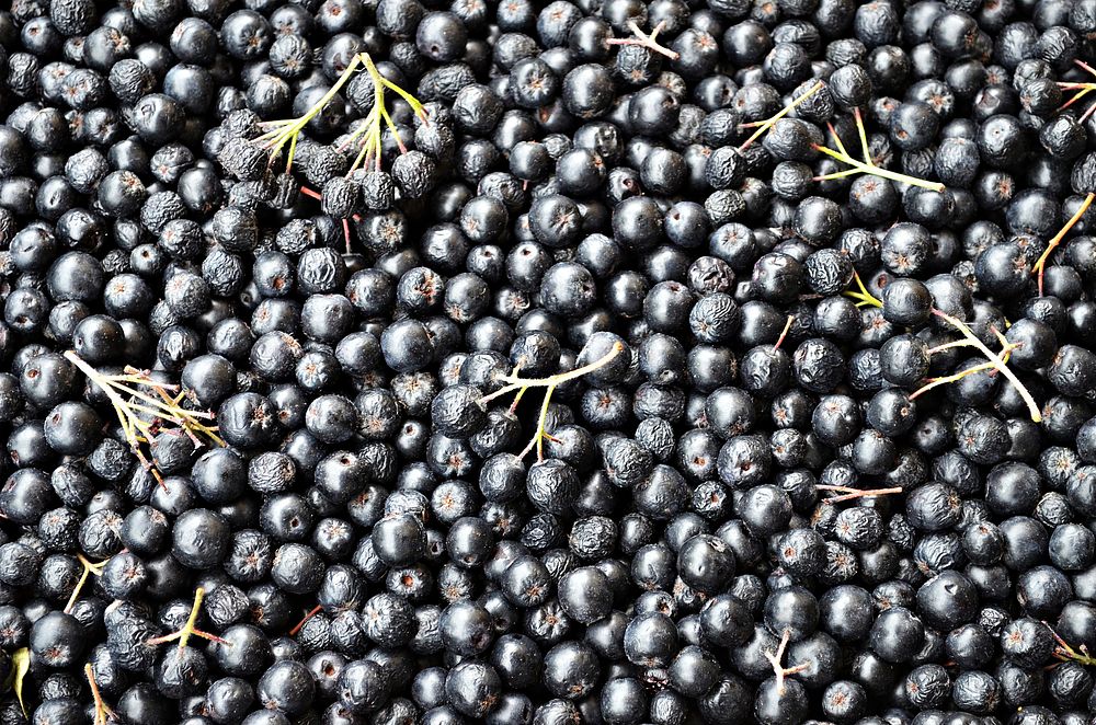 Pile of Aronia berries. Free public domain CC0 image.
