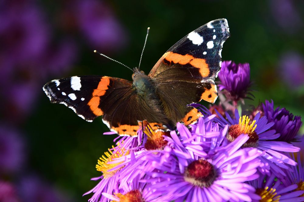 Beautiful butterfly on flower. Free public domain CC0 photo.