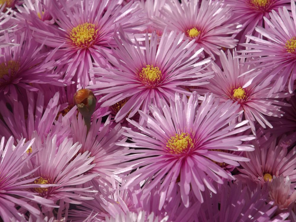Pink aster background. Free public domain CC0 image.