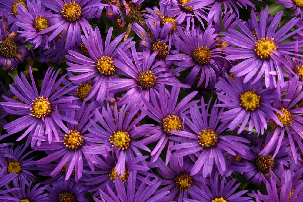 Purple aster background. Free public domain CC0 image.
