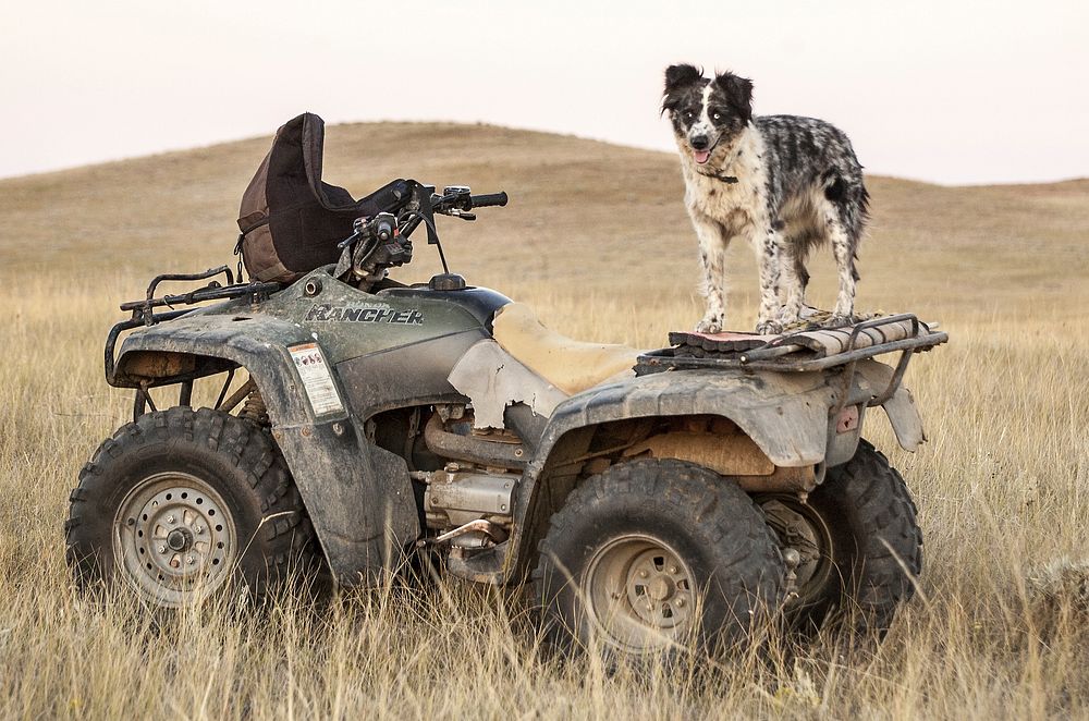 Dog standing on ATV. Free public domain CC0 photo