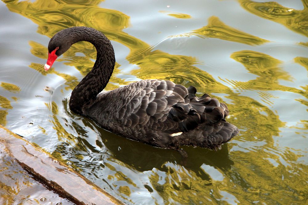 Beautiful black swan swimming alone. Free public domain CC0 photo.