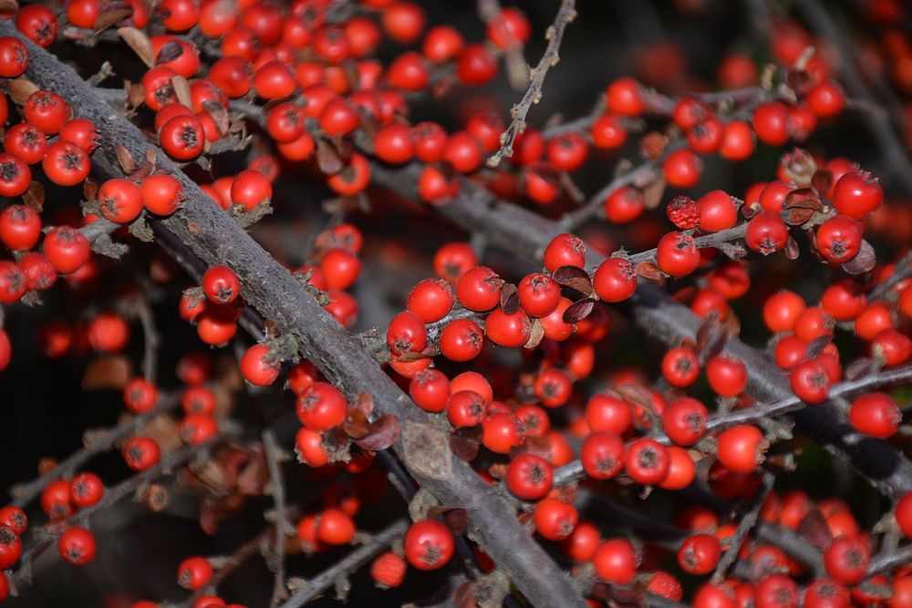 Red winter berries growing on tree. Free public domain CC0 image.