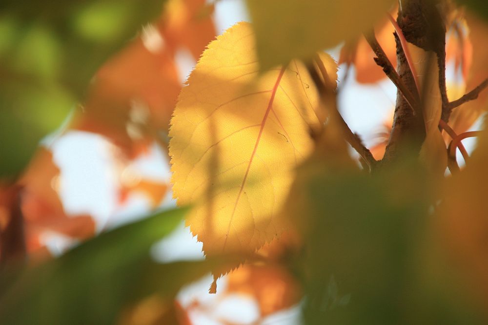 Botanical nature & plant leaves. Free public domain CC0 photo