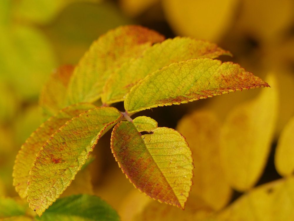 Autumn leaf aesthetic background. Free public domain CC0 photo.