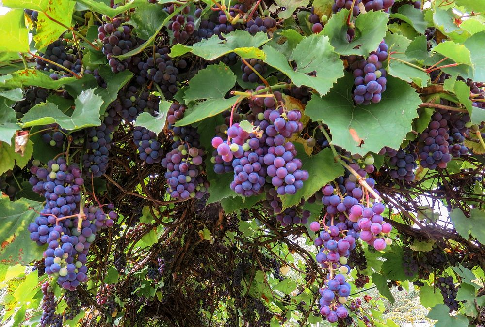 Purple grapes hanging from plant. Free public domain CC0 photo.