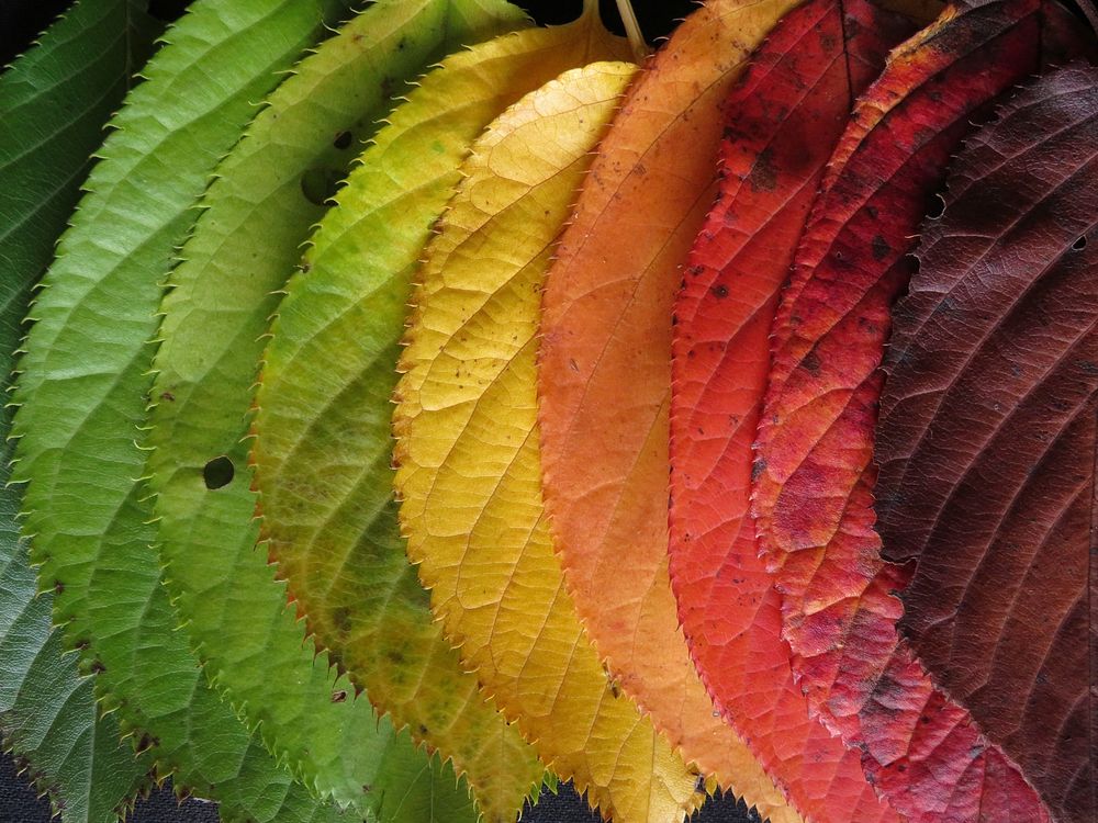 Botanical leaves, nature. Free public domain CC0 photo