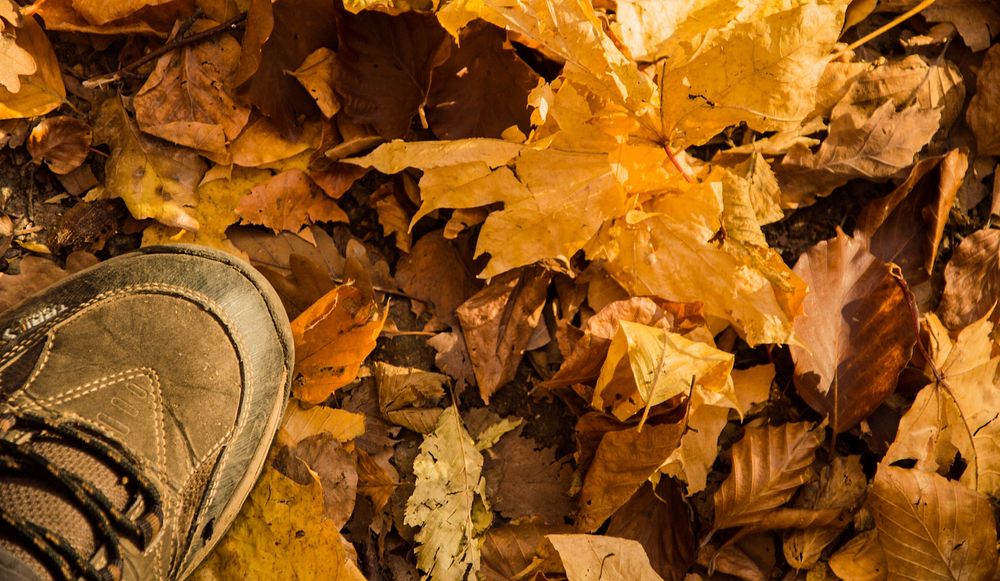 Sneaker shoe on fallen autumn leaves. Free public domain CC0 image