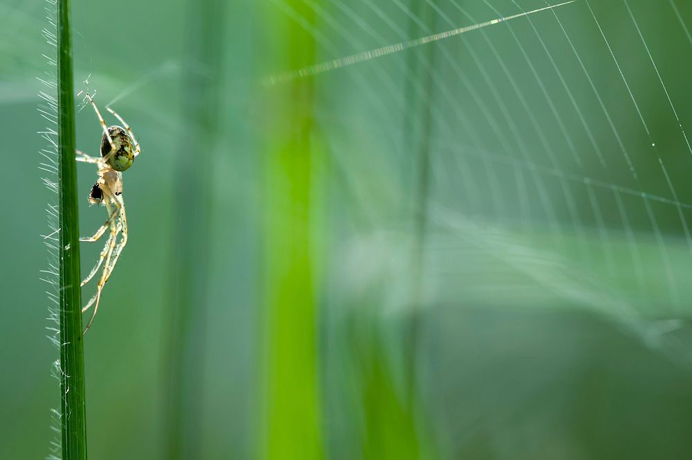 Spiders web, animal photography. Free public domain CC0 image.