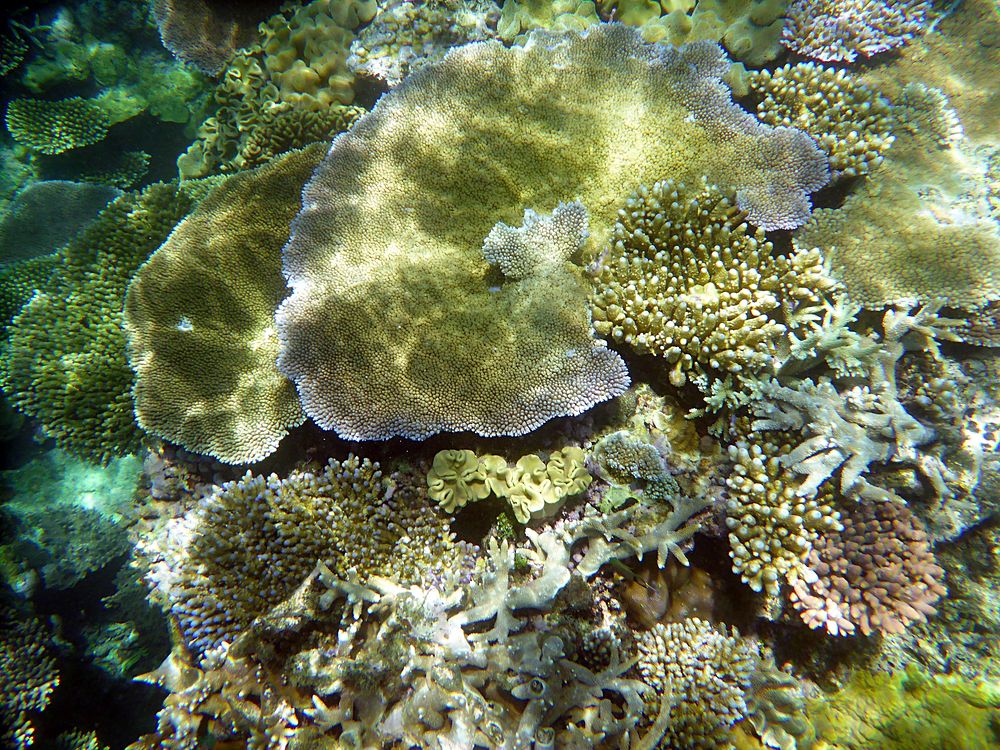 Coral reef close up. Free public domain CC0 image.