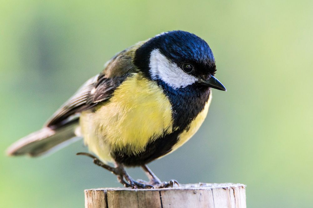 Great tit bird image. Free public domain CC0 photo.