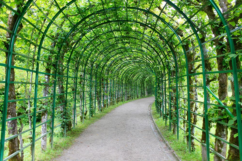 Green tree tunnel. Free public domain CC0 photo.