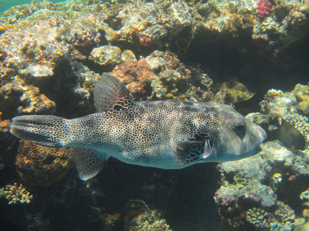 Starry puffer fish close up. Free public domain CC0 photo.
