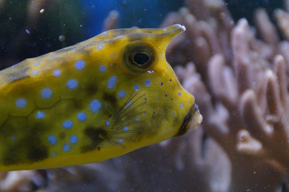 Longhorn cowfish close up. Free public domain CC0 photo.