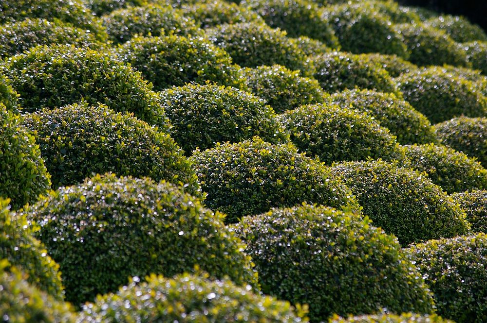 Boxwood garden bushes. Free public domain CC0 photo.