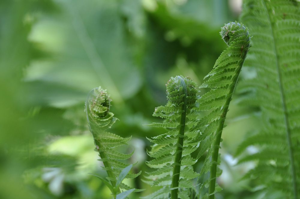 Plant in the forest. Free public domain CC0 image