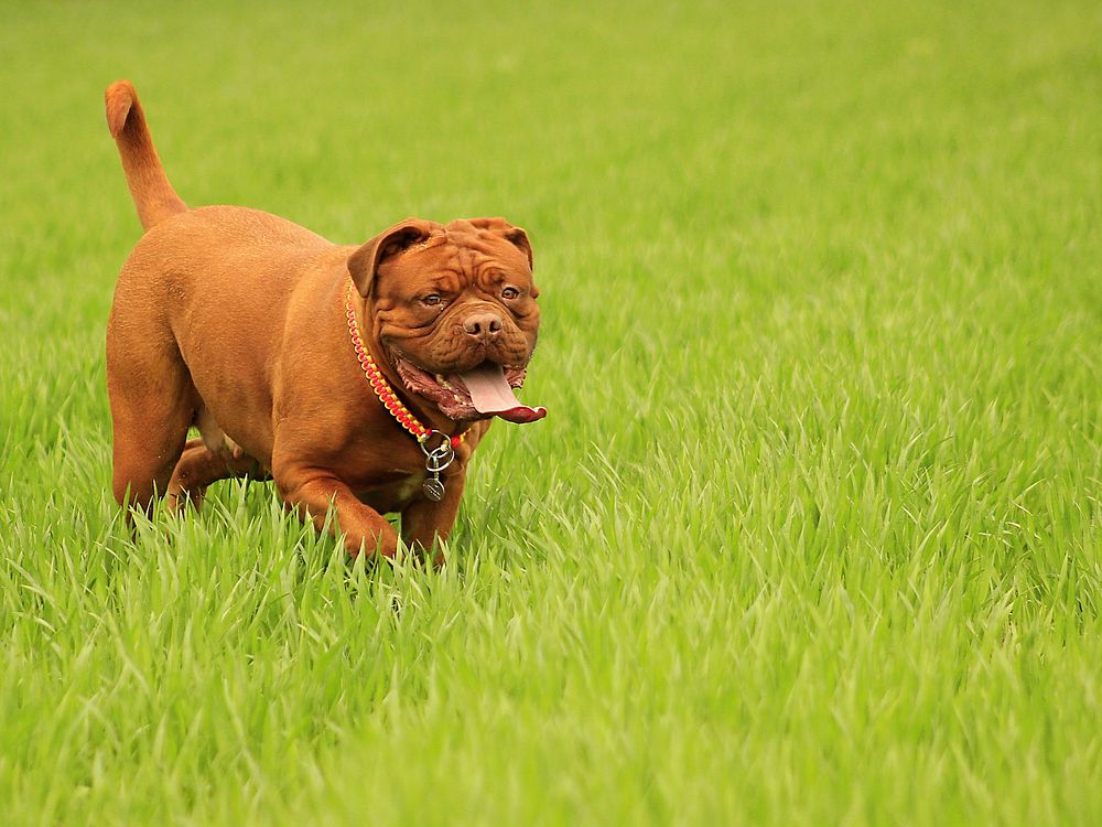 Brown dog walking on grass field. Free public domain CC0 photo.