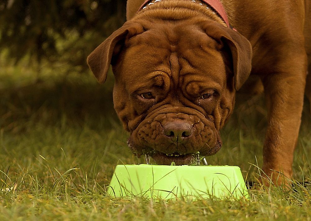 Brown dog eating in green bowl. Free public domain CC0 photo.