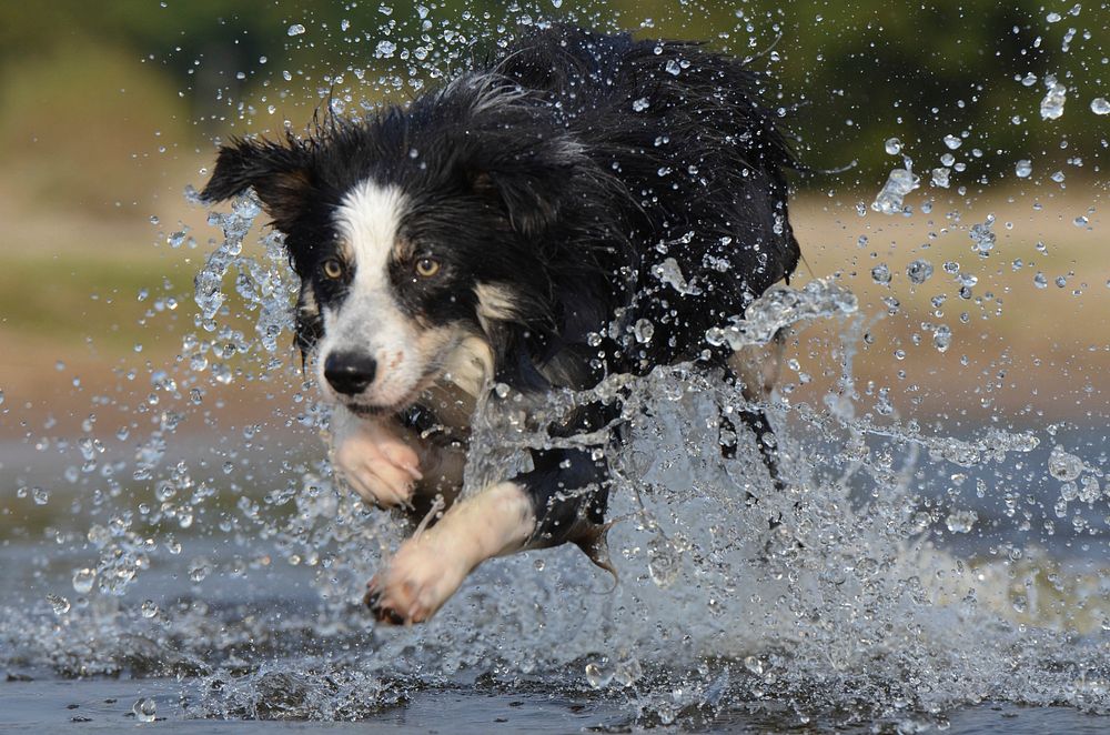 Border collie dog running on water. Free public domain CC0 photo.