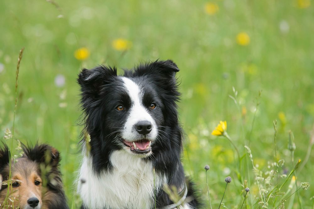 Black & white dog sitting on grass. Free public domain CC0 photo.