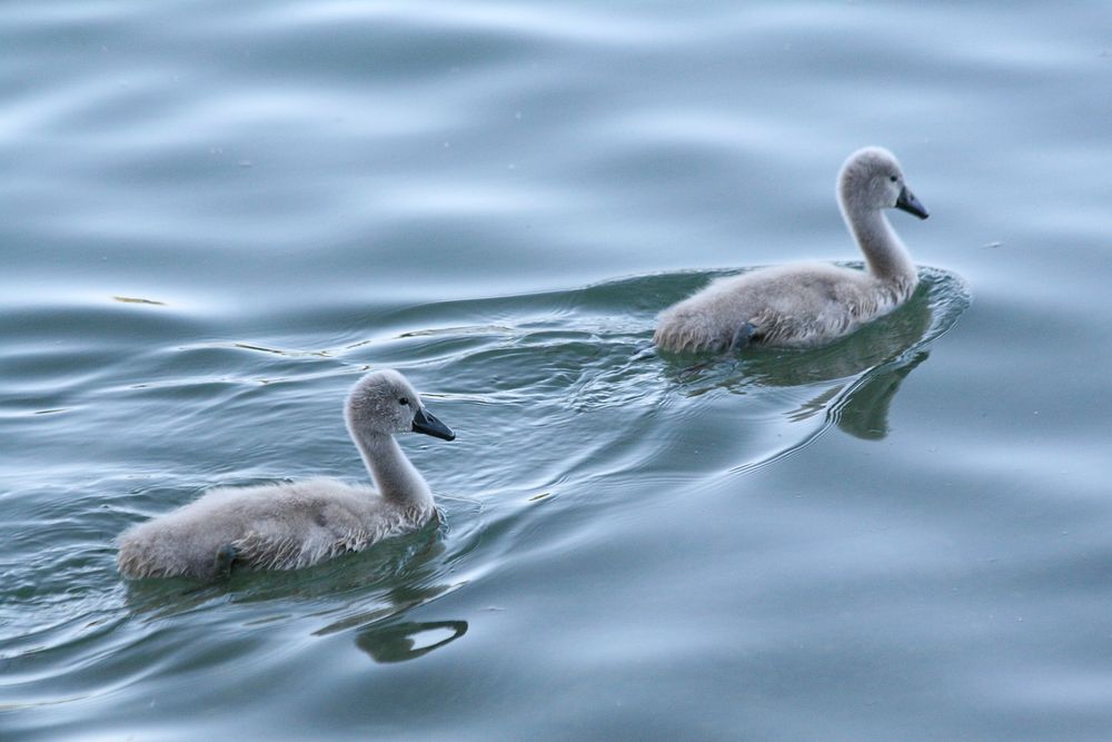 Cute fluffy baby swans. Free public domain CC0 image.