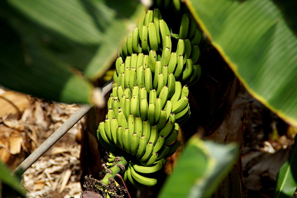 Fresh green bananas on tree. Free public domain CC0 image. 