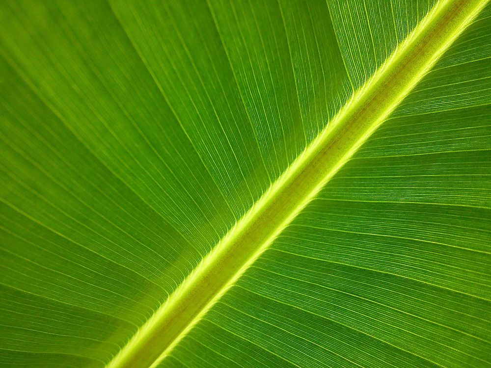 Leaf texture, nature background. Free public domain CC0 photo.