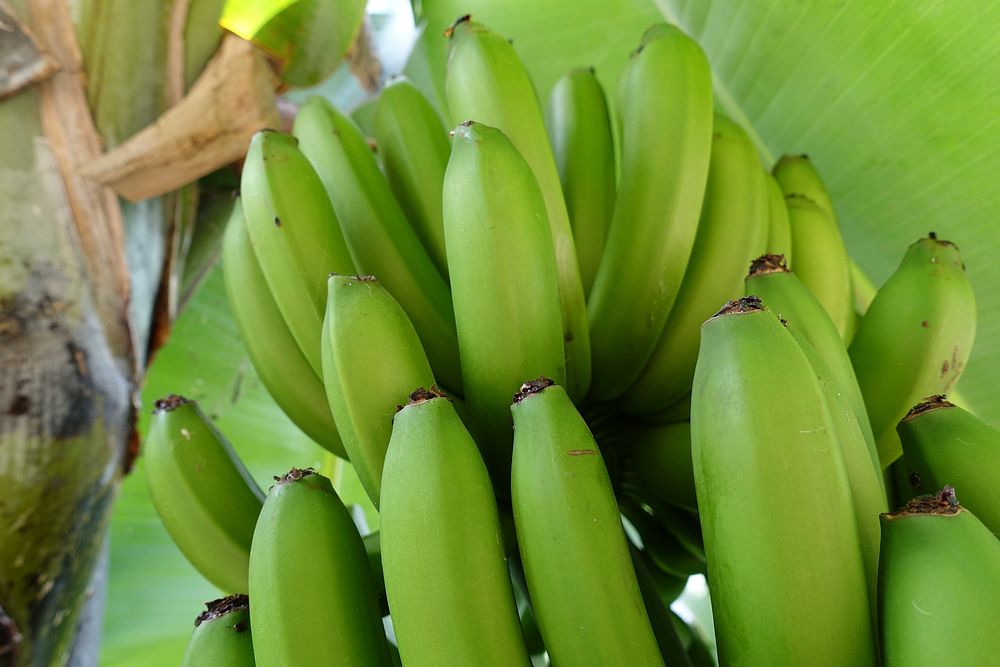 Closeup on raw green bananas on tree. Free public domain CC0 photo.