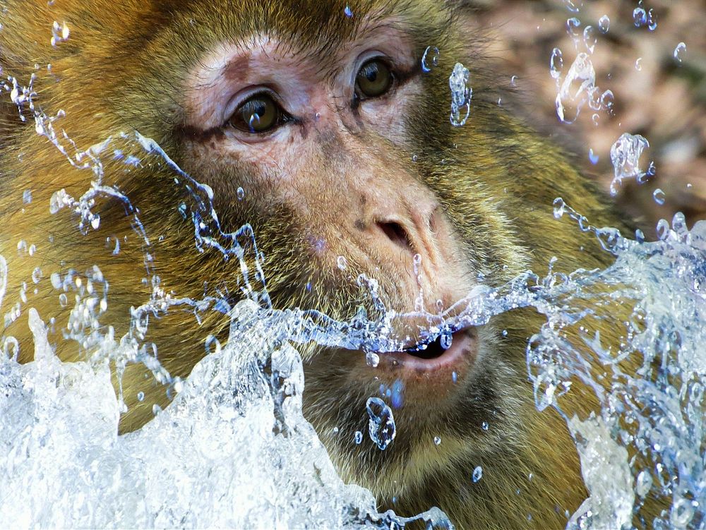 Monkey, water splash. Free public domain CC0 image.