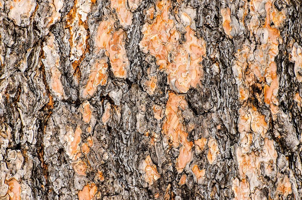 Old wood tree texture. Free public domain CC0 photo.