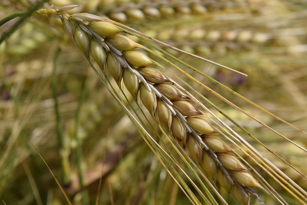 Barley field. Free public domain CC0 image.