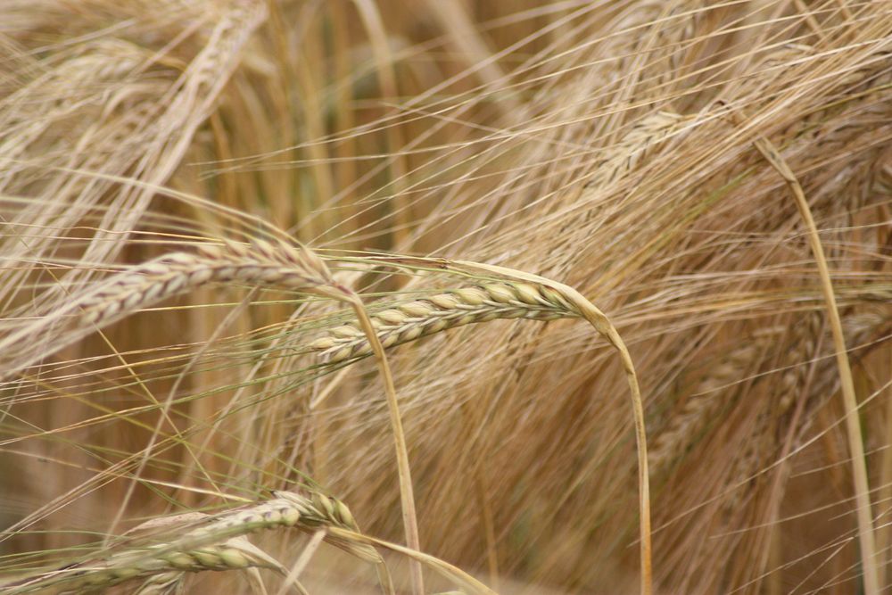 Barley field, agricultural crop. Free public domain CC0 photo.