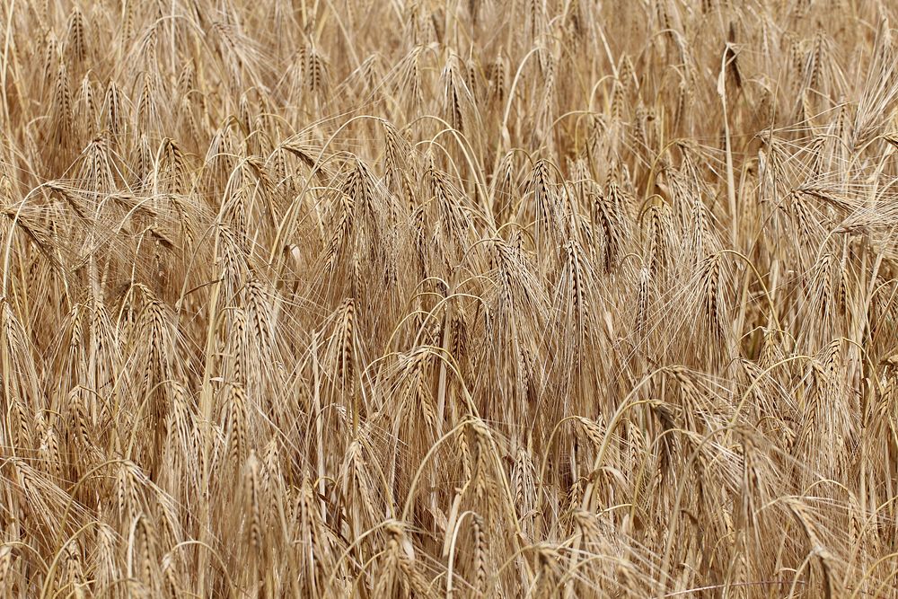 Barley field. Free public domain CC0 image.