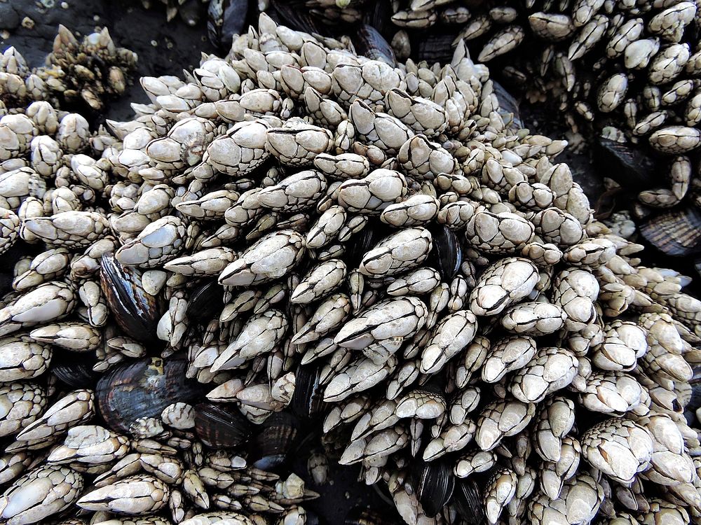 Barnacles, beach. Free public domain CC0 image.