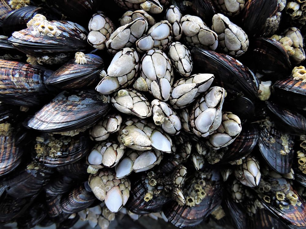 Mussels and percebes close up. Free public domain CC0 photo/image.