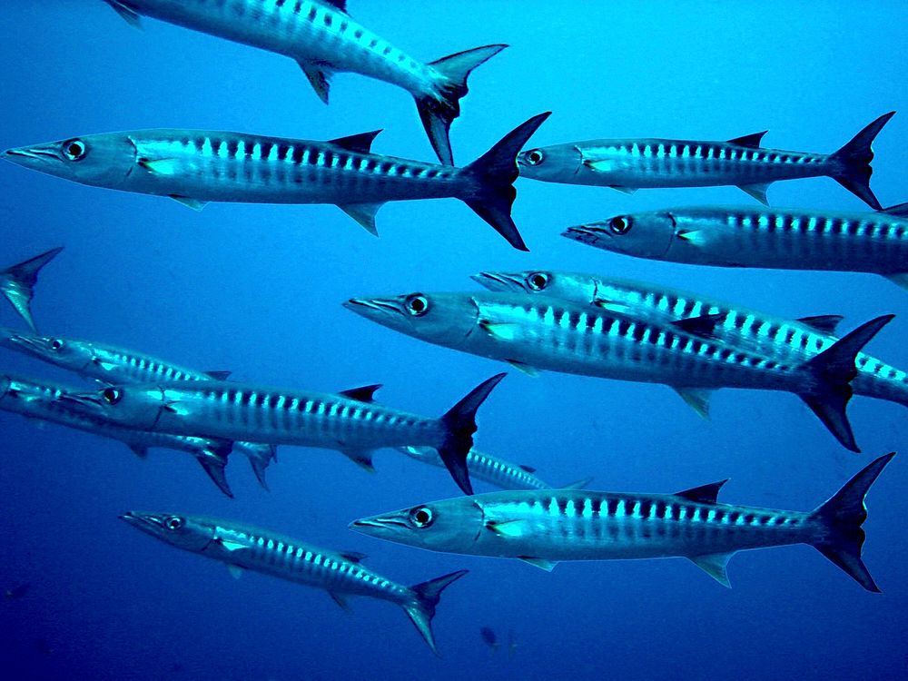 Chevron barracuda swimming in group. Free public domain CC0 photo.