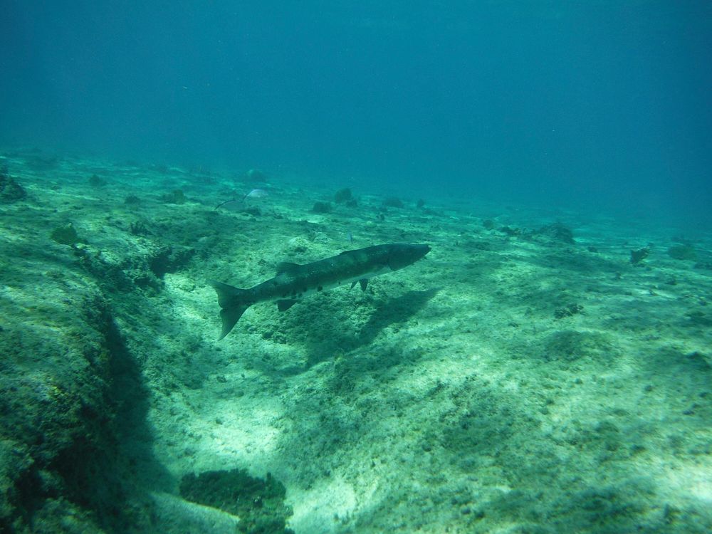 Great barracuda swimming alone. Free public domain CC0 photo.
