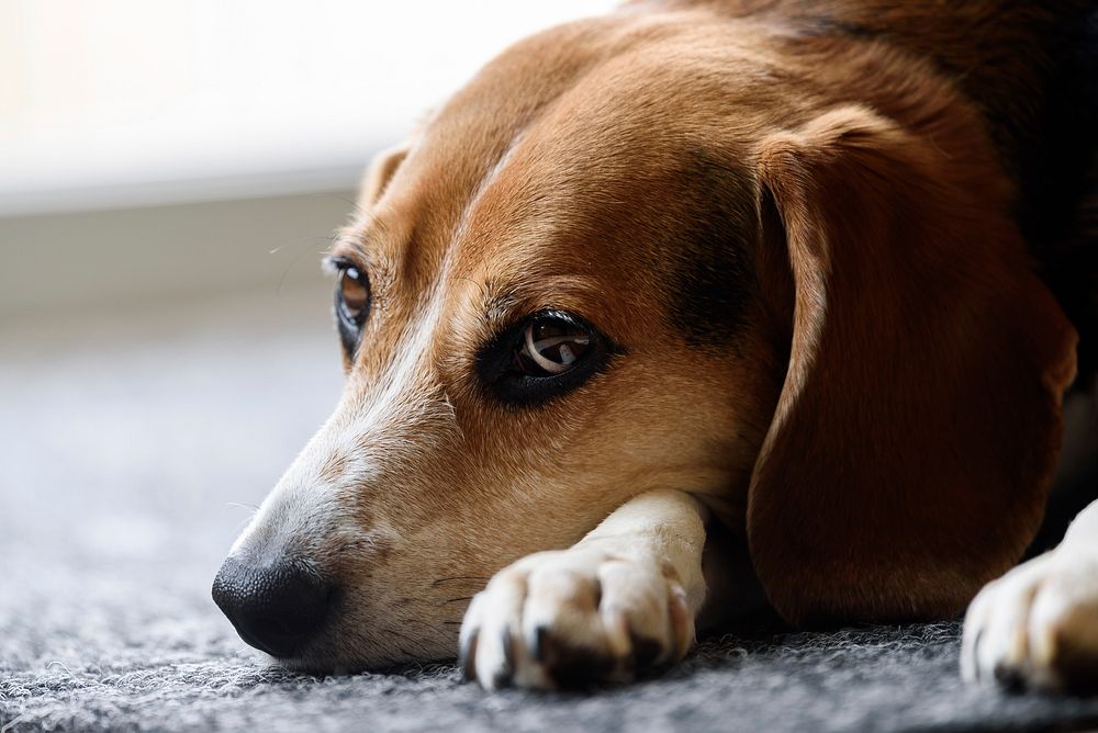 Beagle lying on floor close up face. Free public domain CC0 photo.